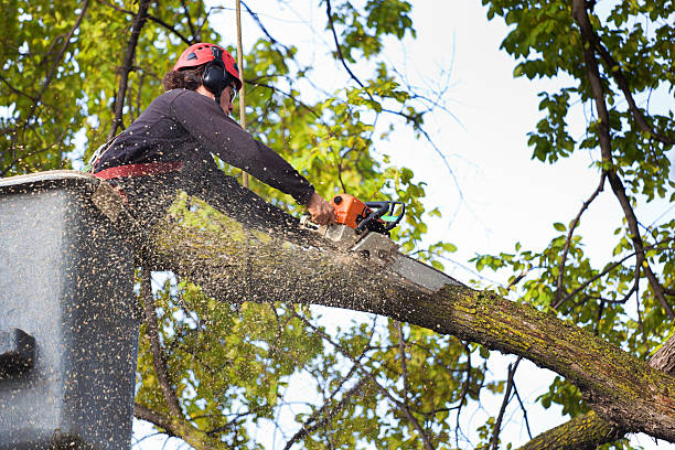 Professional  Tree Services in Travilah, MD